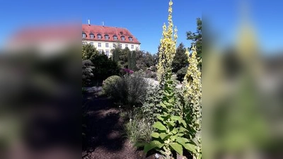 Im Apothekergarten gibt es viel Interessantes zu erfahren. (Foto: I. Kaiser)