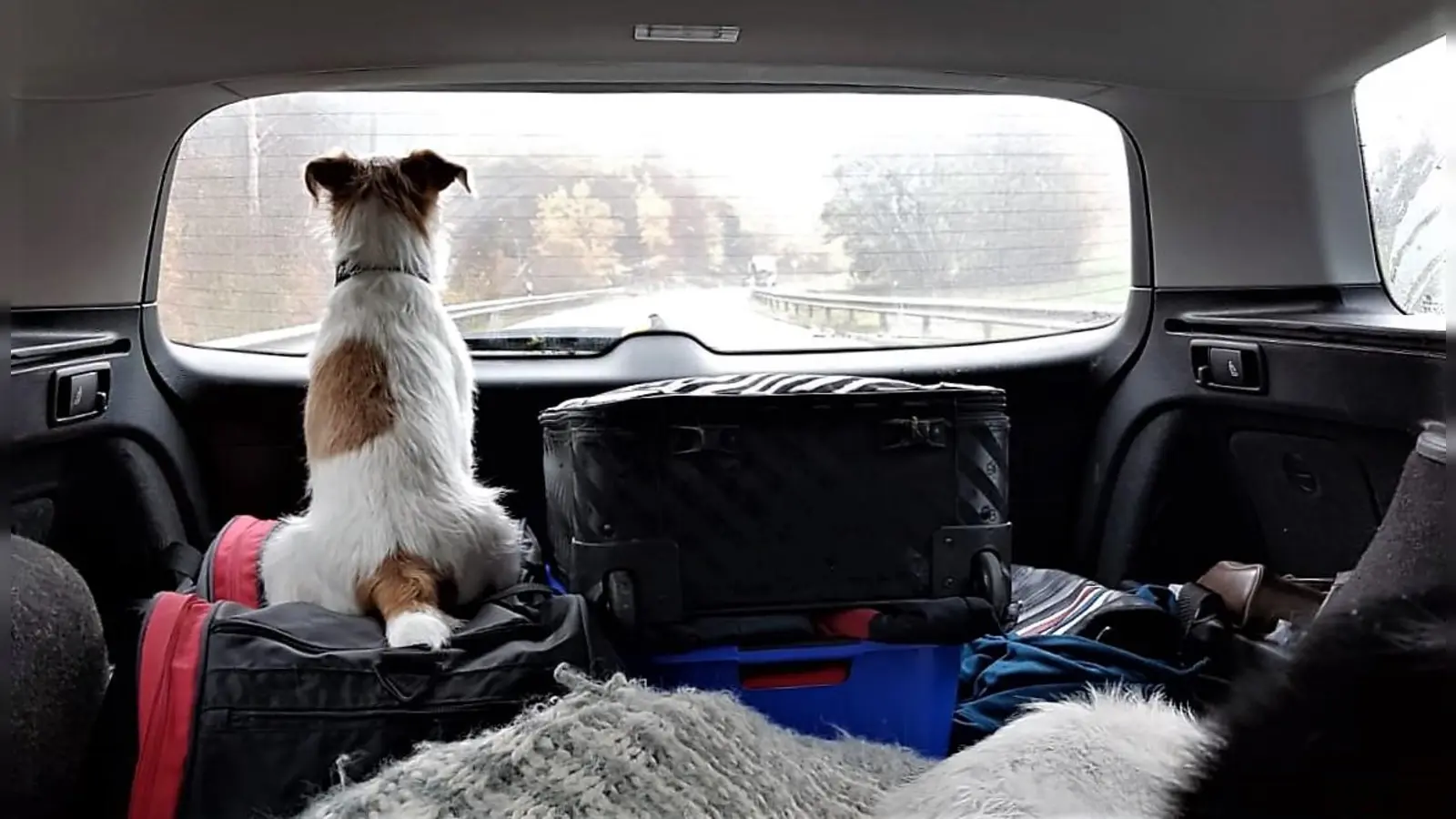 Manche Haustiere lieben es mit ihren Familien auf Reisen zu gehen, andere müssen eher zuhause betreut werden. (Foto: chk)