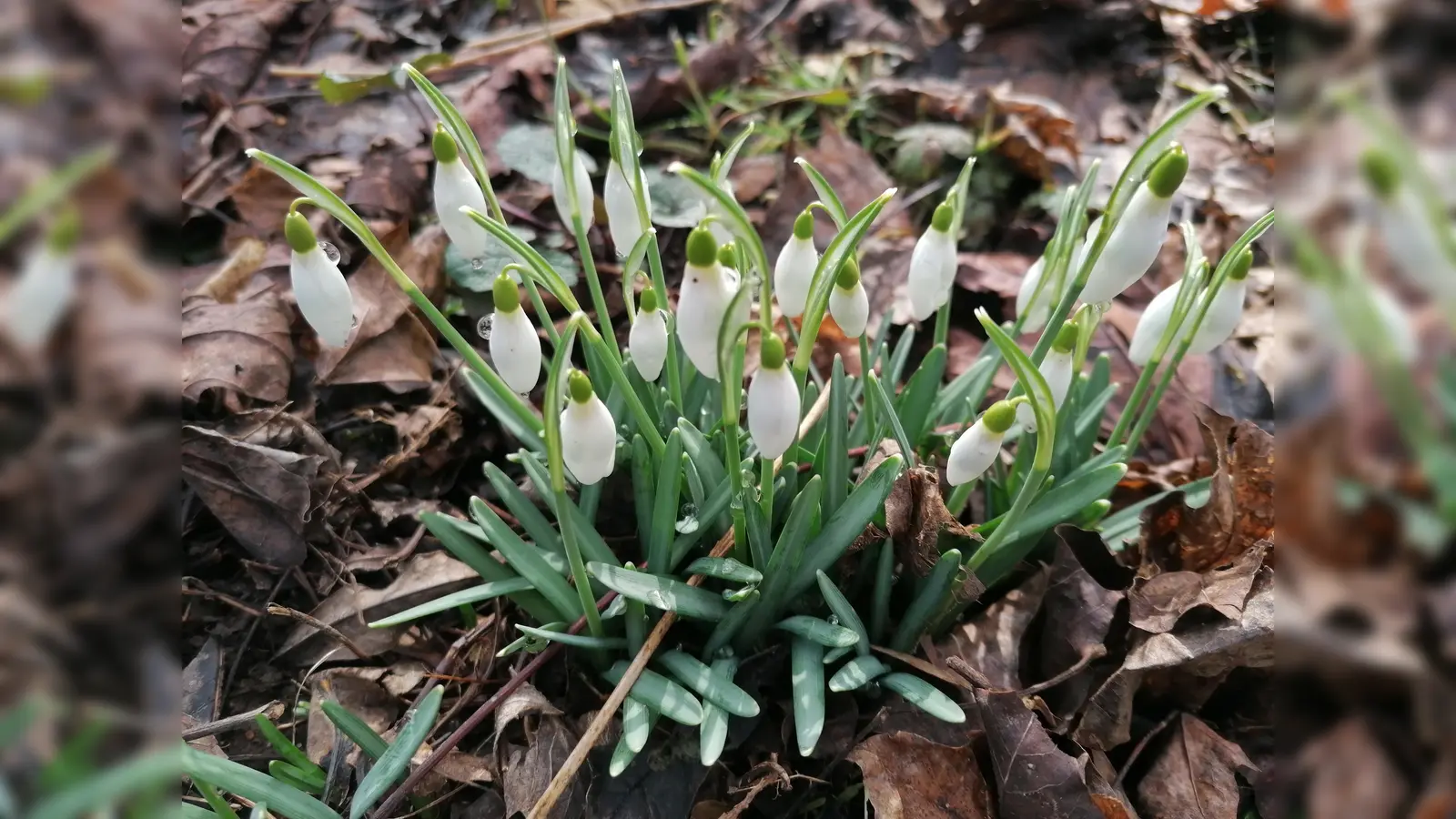Wenn Schneeglöckchen zu entdecken sind, kann der Frühling nicht mehr weit sein. (Foto: job)