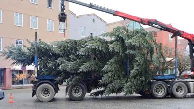 Bald sollen auch dieses Jahr trotz Krise Christbäume auf den öffentlichen Plätzen strahlen. (Foto: red)