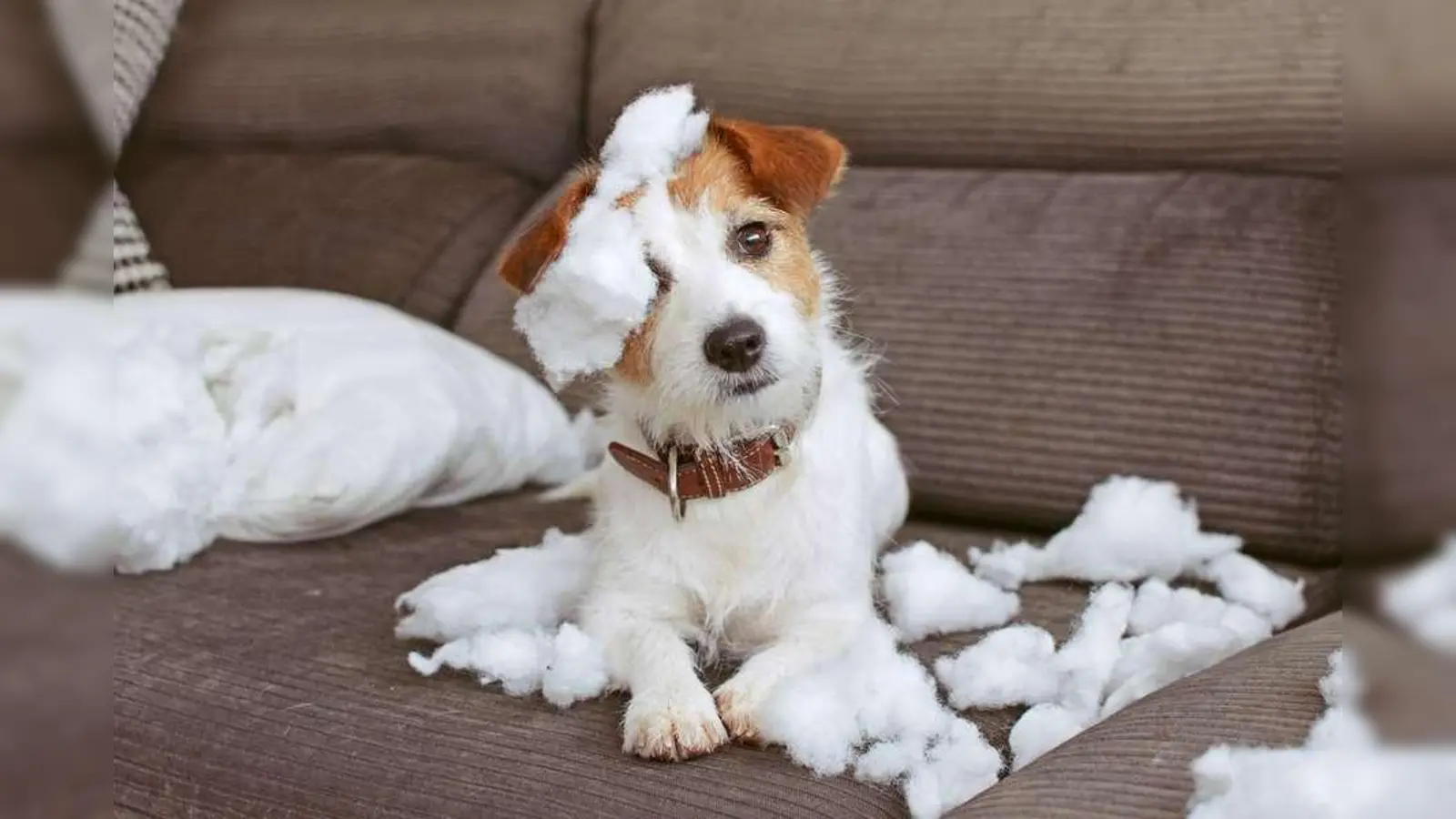 Der Kampf "Hund gegen Sofakissen" hat einen klaren Sieger. Für Schäden, die durch solchen Übermut entstehen, tritt eine spezielle Hundehalter-Haftpflichtversicherung ein. (Foto: djd/Waldenburger Versicherung/Getty Images/smrm1977)