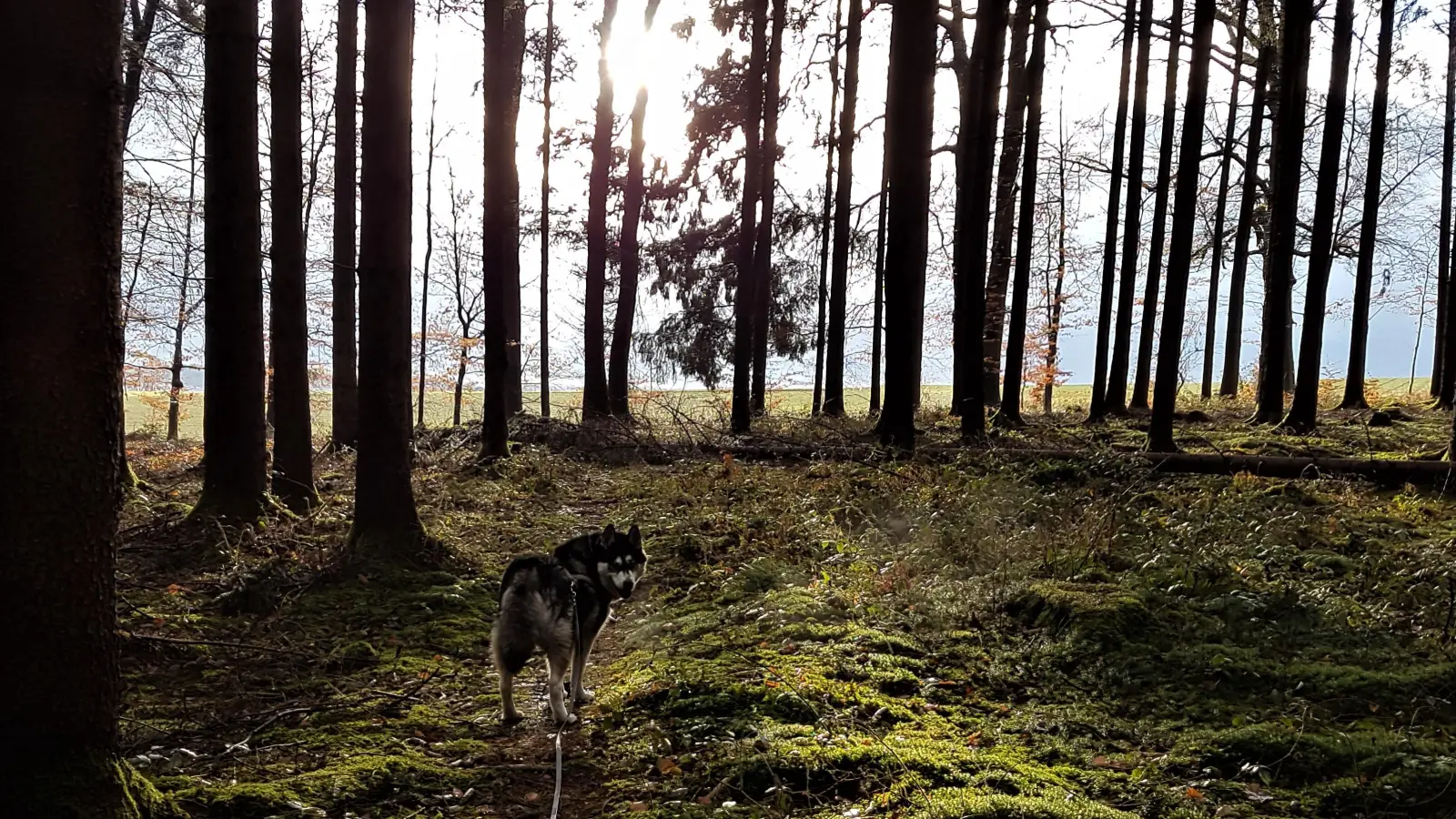 „Wald, Wild und Wolf” lautet das Thema des Abends. Hier ist natürlich ein Hund im Wald zu sehen. (Foto: chk)