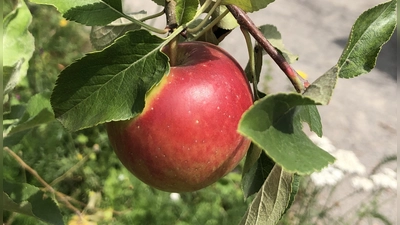 Rund um den Apfel geht es im Bauernhausmuseum des Landkreises Erding. (Symbolbild: hw)