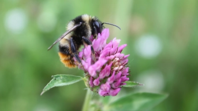Auch die sehr seltene, auf der Vorwarnliste stehende Bunte Hummel (Bombus sylvarum) konnte in Notzing nachgewiesen werden. (Foto: Claudia Buchhart)