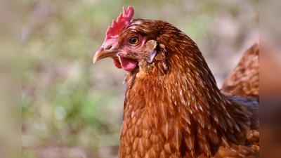 Auch Hühner können derzeit nur von der Freiheit träumen. (Foto: CC0)