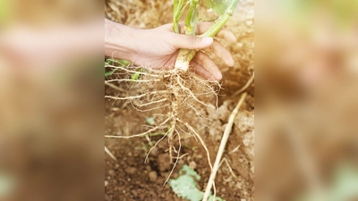 Die heilenden Kräfte von Wurzeln entdecken. (Foto: KBW Freising)