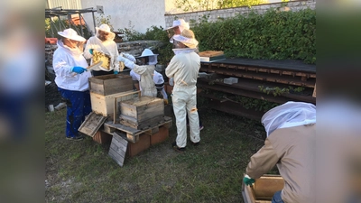 Die Bienenfreunde Erding arbeiten mit und für Honigbienen ebenso wie für Wildbienen. (Foto: Bienenfreunde Erding e.V.)