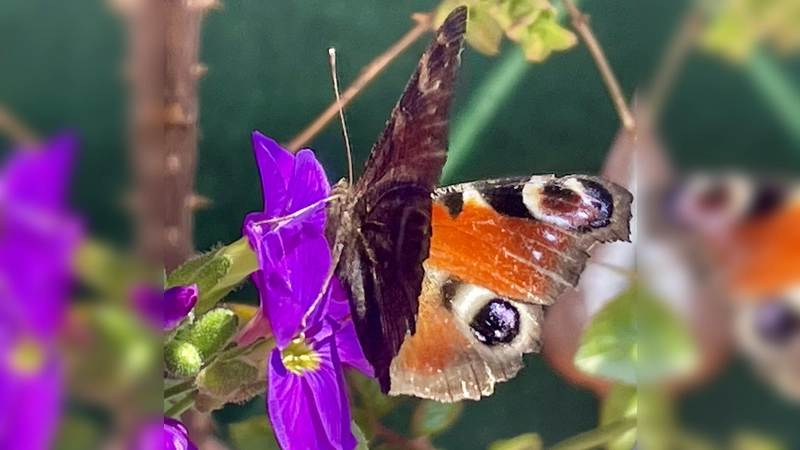 Schmetterlinge beobachteten die Teilnehmenden am diesjährigen Insektensommer kaum. (Foto: bb)