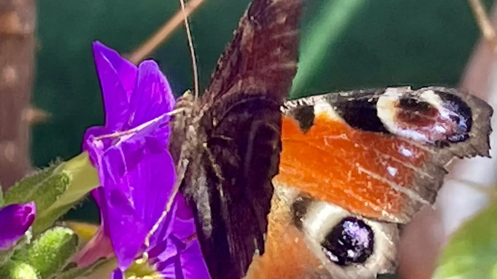 Schmetterlinge beobachteten die Teilnehmenden am diesjährigen Insektensommer kaum. (Foto: bb)