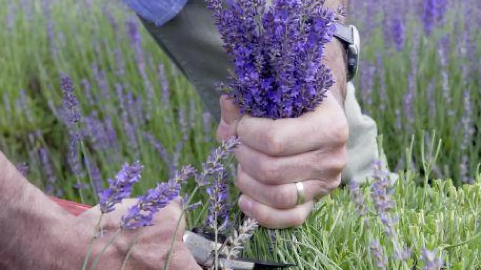 Lavendel sollte nach der Blüte beherzt auf etwa ein Drittel gekürzt werden.  (Foto: Helix)