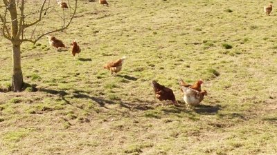 Hühner im eigenen Garten können viel Spaß machen - aber sie bedeuten auch Arbeit und Pflege. (Foto: bro)