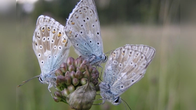 Ameisenbläulinge am Wiesenknopf im Naturschutzgebiet Gfällach. (Foto: BUND Naturschutz in Bayern e.V.)