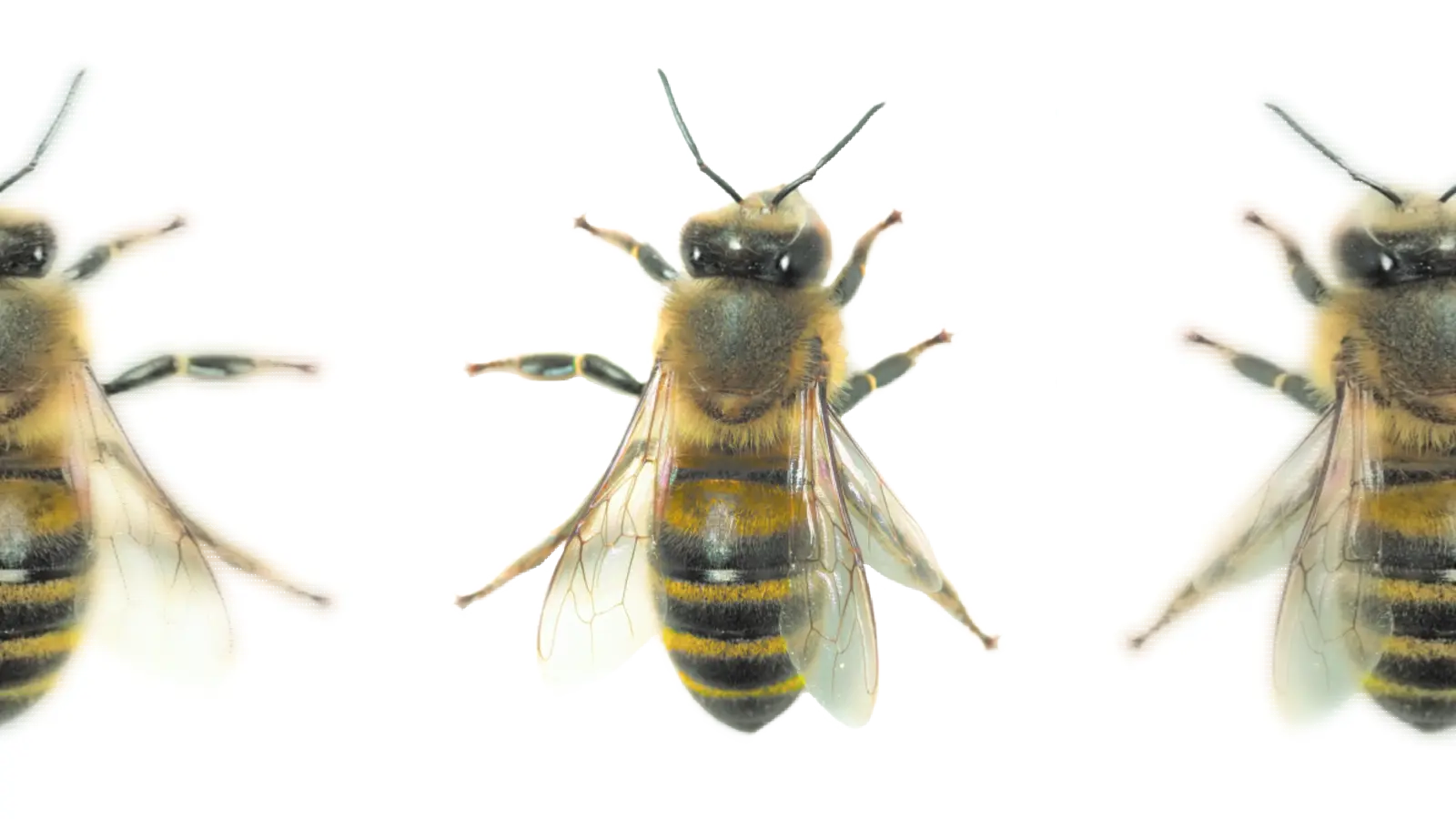 Honigbiene. (Foto: wsp)