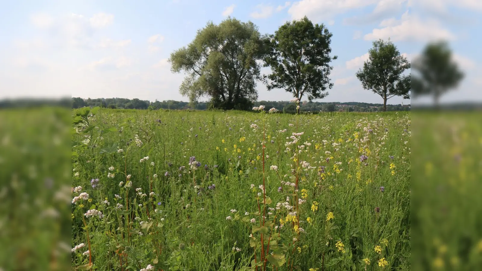 Blühflächen in Freising. (Foto: Stadtwerke Freising)