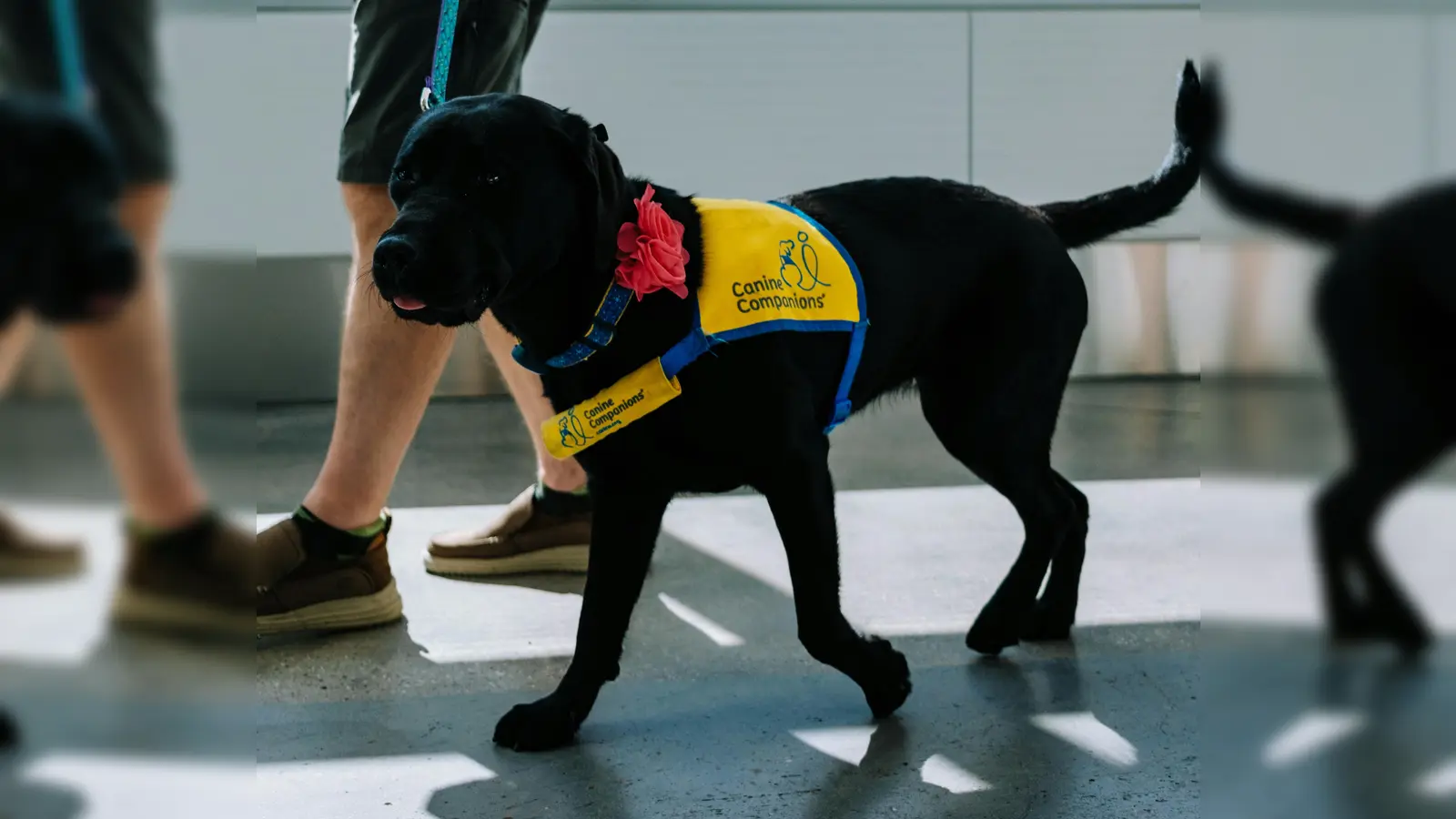 Ein Therapiehund könnte Michaela den Alltag erleichtern. (Foto: J. Thomas)