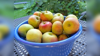 Noch in diesem Herbst sollen die beiden neuen Äpfel für Allergiker auf den deutschen Markt kommen, noch heißen sie ZIN 168 und ZIN 186. (Foto: bro)