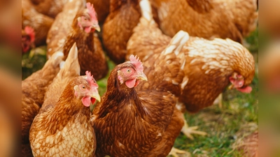 Geflügelhalter sollten auch weiterhin achtsam sein. (Foto: Stefan Dohl)