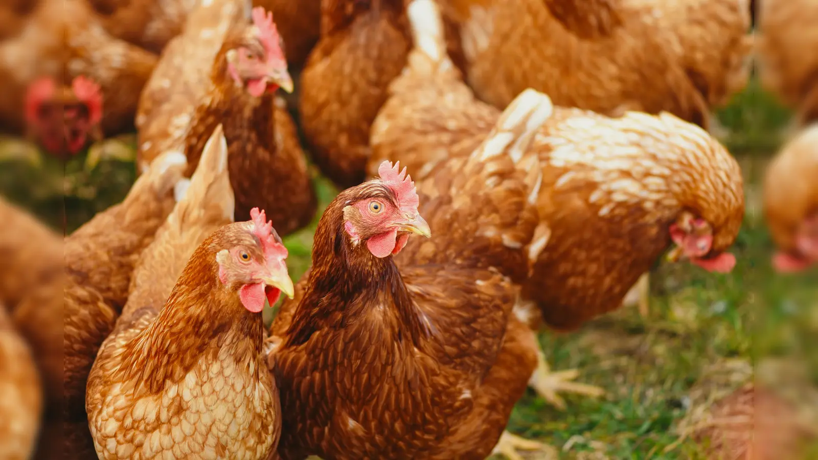 Geflügelhalter sollten auch weiterhin achtsam sein. (Foto: Stefan Dohl)