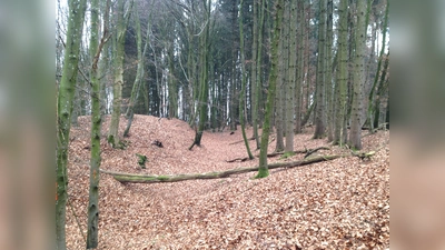 In der neuen Ausstellung werden Bodendenkmäler, die man im heimischen Wald finden kann, gezeigt - hier der Frühmittelalterliche Abschnittsbefestigung „Burghauser Leite“. (Foto:  D. Hurka, Kreisarchäologie Freising)