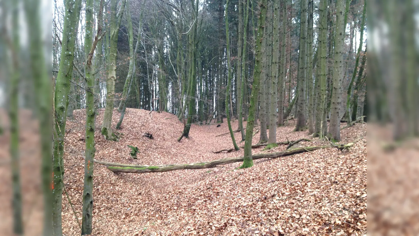 In der neuen Ausstellung werden Bodendenkmäler, die man im heimischen Wald finden kann, gezeigt - hier der Frühmittelalterliche Abschnittsbefestigung „Burghauser Leite“. (Foto:  D. Hurka, Kreisarchäologie Freising)