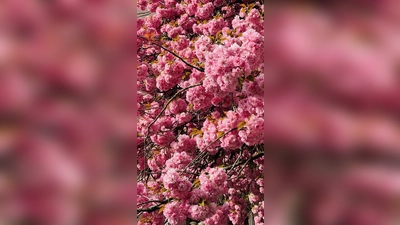 Ein Kirschbaum wurde fälschlicherweise gefällt, Ersatz soll demnächst gepflanzt werden.  (Foto: hw)