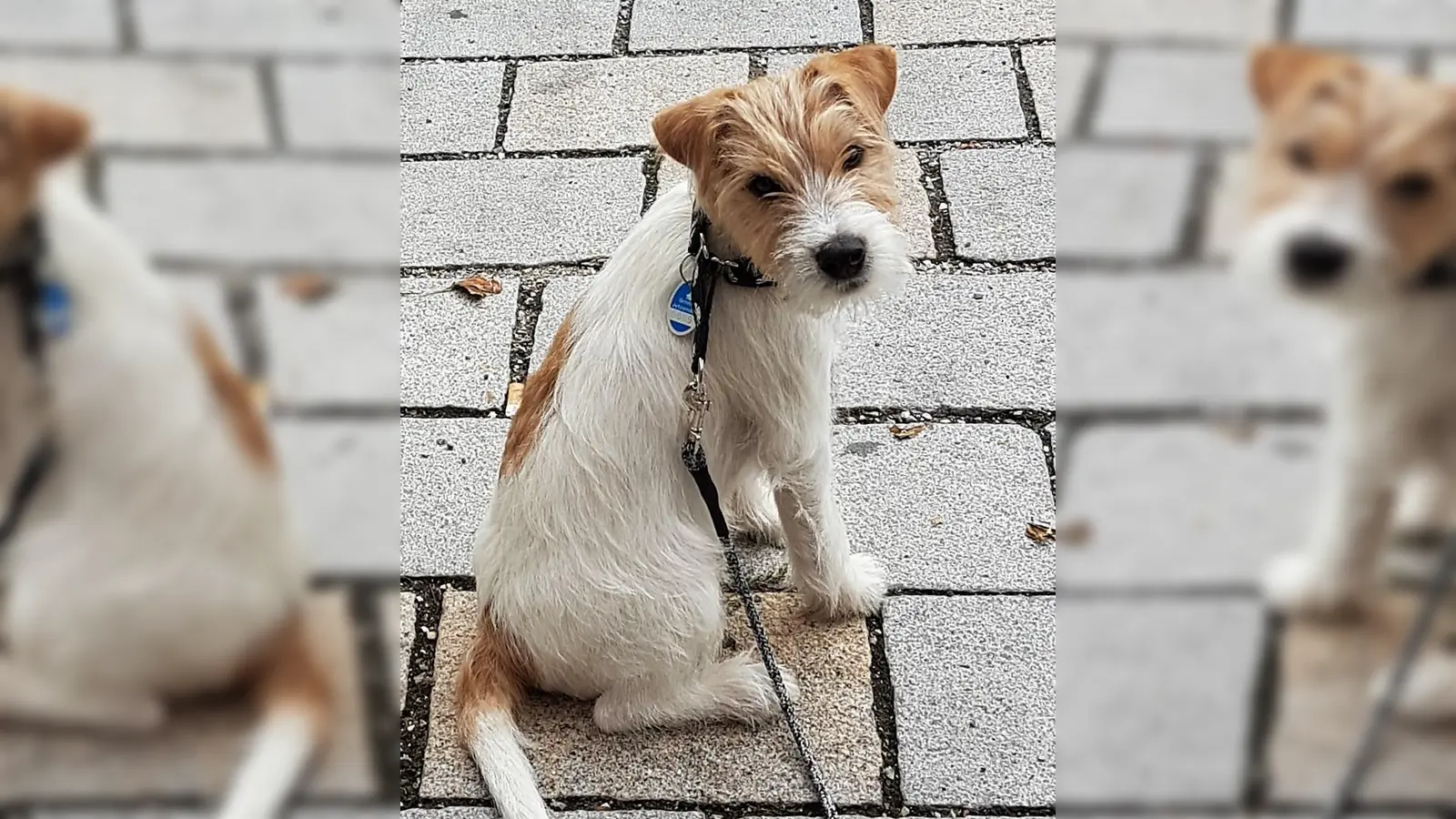 Am Feiertag kommt Wuffi mit zum Gottesdienst! (Foto: chk)
