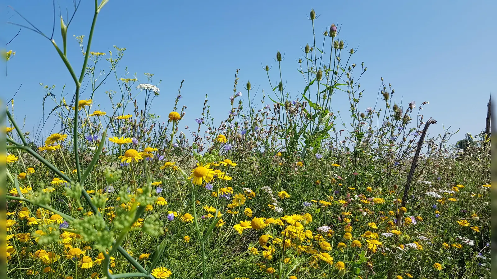 Die Schaffung von Blühflächen ist ein wichtiger Beitrag zurm Umwelt- und Wasserschutz. (Foto: Freisinger Stadtwerke)