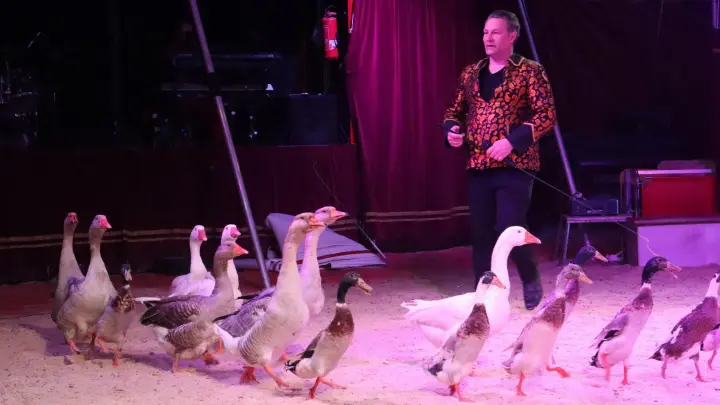 Höchstpersönlich bringt der Direktor das Publikum mit seiner Gänse- und Entenschar zum Schmunzeln. (Foto: Circus Baldoni Kaiser)