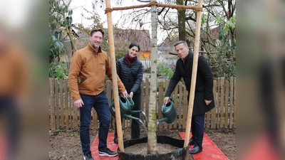Ei neuer Baum ziert den Grünen Markt. Eine Spende von Amadeus. (Foto: C. Wanninger)