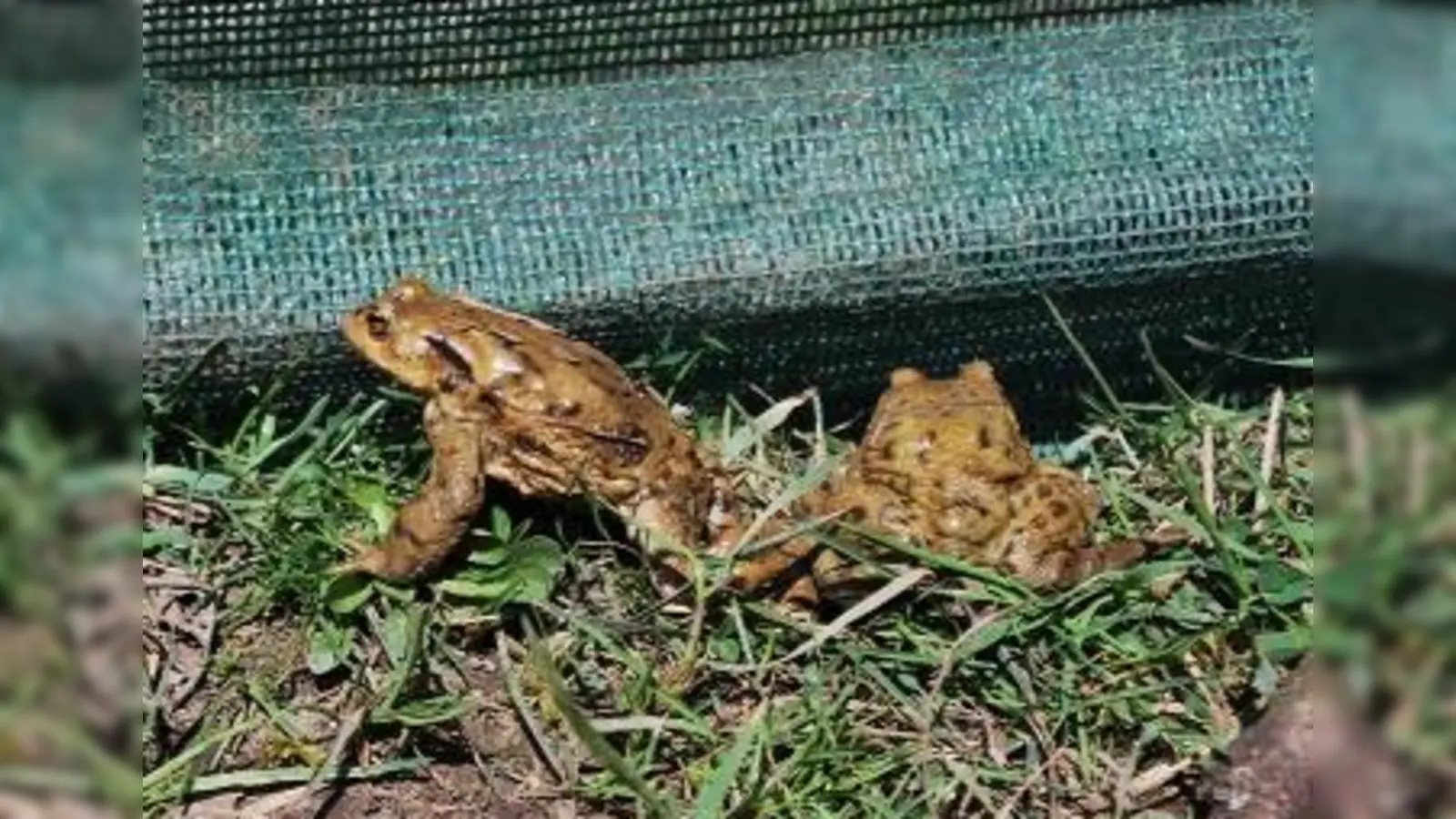 Amphibienzäune verhindern den Massentod der Tiere beim Überqueren von Straßen. (Foto: H. Frobel)